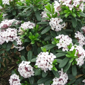 Image Credit: ©2025 John Richards Nurseries Ltd